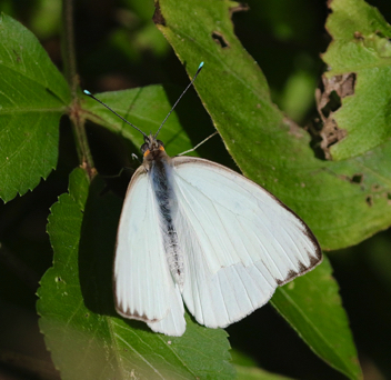 Great Southern White male
